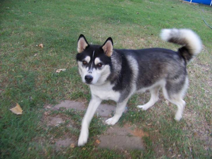 Bandit - Husky Sibérien Mâle (2 ans)