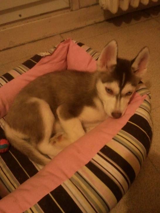 Princesse - Husky Sibérien (1 mois)