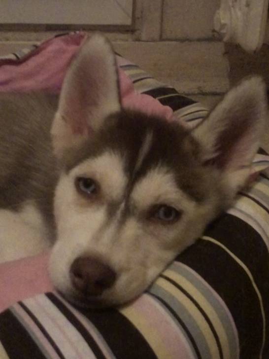 Princesse - Husky Sibérien (1 mois)