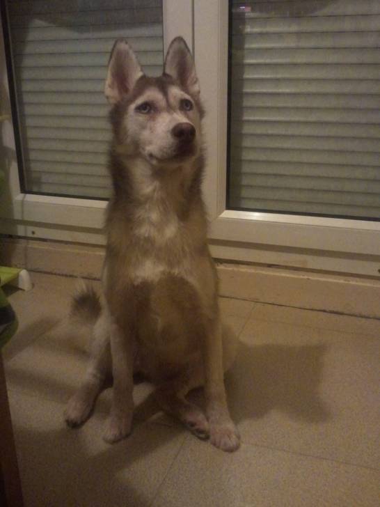 Princesse - Husky Sibérien (2 mois)