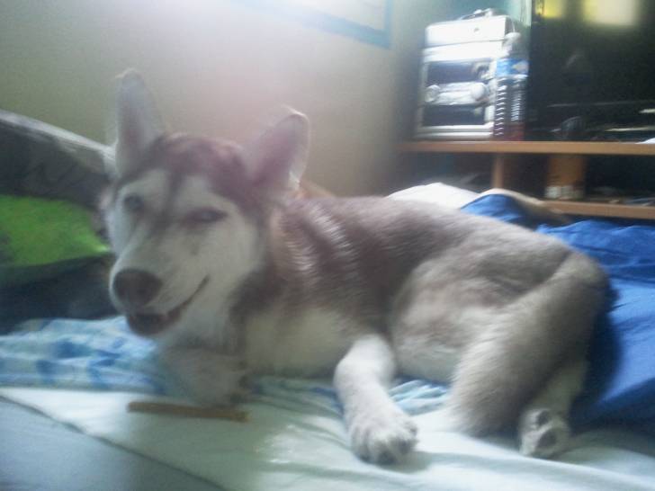 Princesse - Husky Sibérien (2 mois)