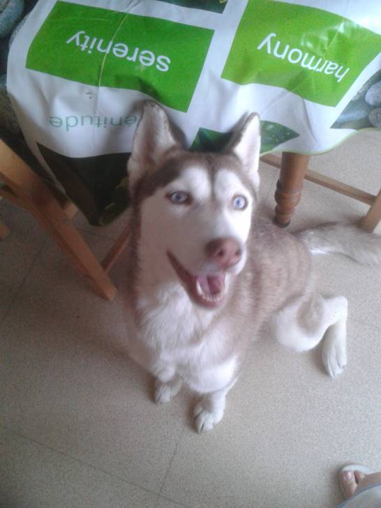 Princesse - Husky Sibérien (2 ans)
