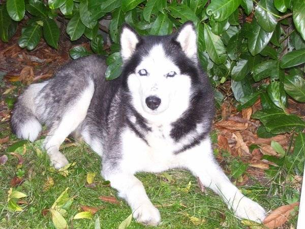 Miriam - Husky Sibérien (2 ans)