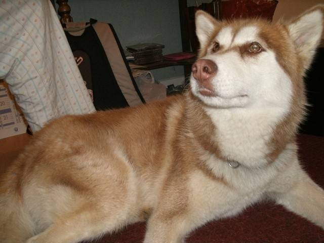 Hricy - Husky Sibérien (1 an)
