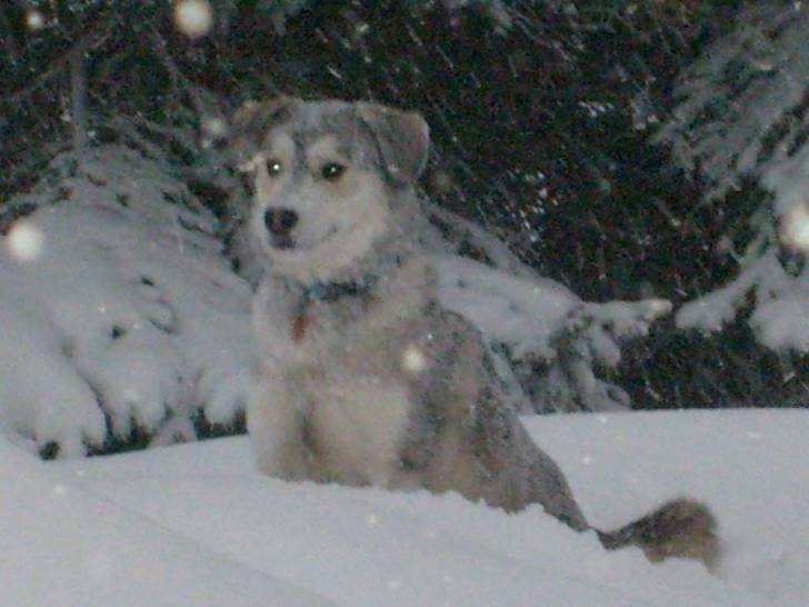 Jack - Husky Sibérien (7 ans)