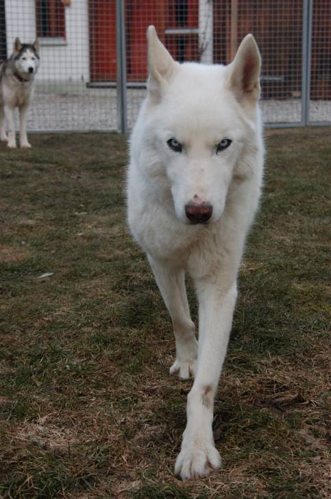 Jack - Husky Sibérien Mâle (14 ans)