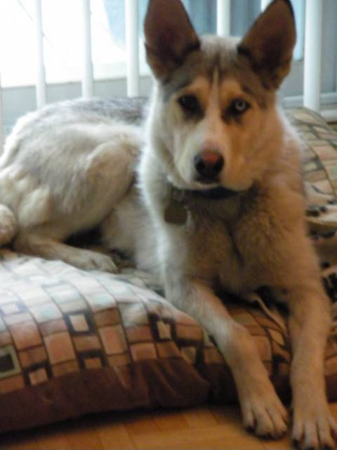 Maya - Husky Sibérien (1 mois)