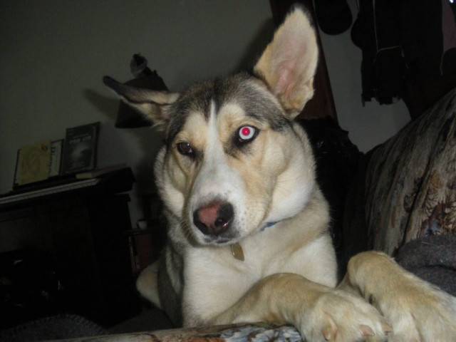Maya - Husky Sibérien (1 mois)