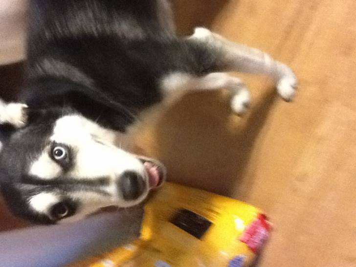 Sasha - Husky Sibérien (2 ans)