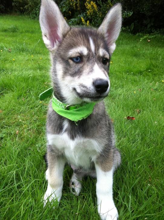 Damon-Tikaani - Husky Sibérien Mâle (2 ans)