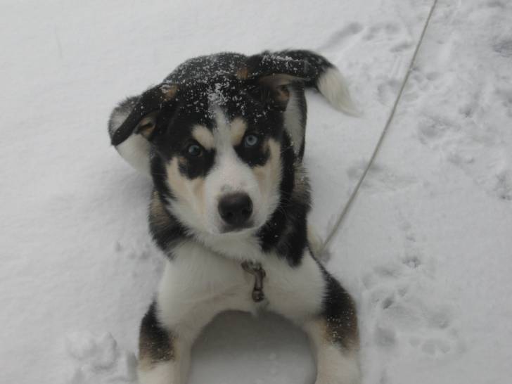 Whisky - Husky Sibérien Mâle (4 mois)