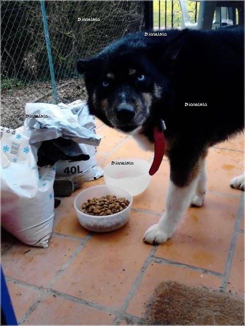 Diane - Husky Sibérien (5 ans)