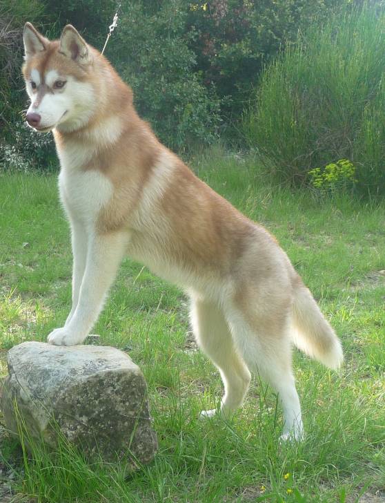 Kiara - Husky Sibérien (8 mois)