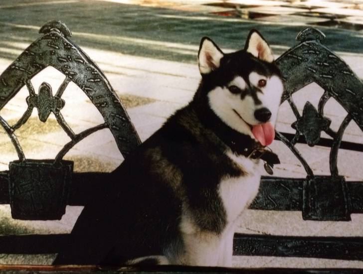 Meesha - Husky Sibérien