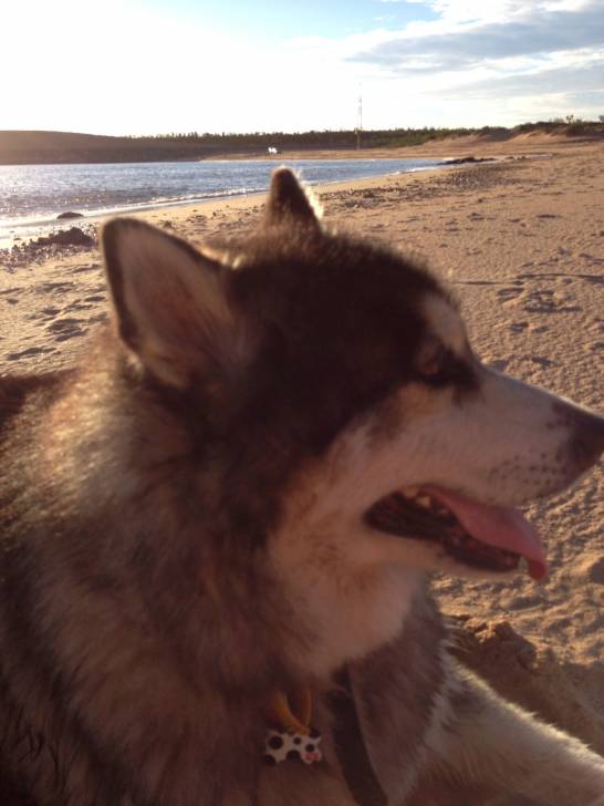 Murphy - Husky Sibérien Mâle