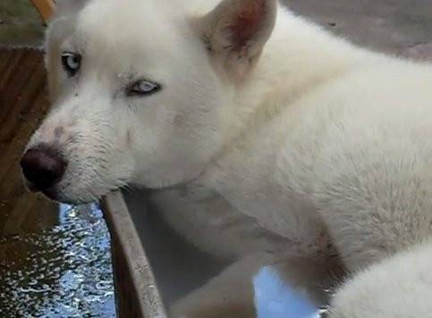 White - Husky Sibérien (2 ans)
