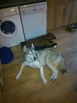 storm - Husky Sibérien Mâle (3 ans)