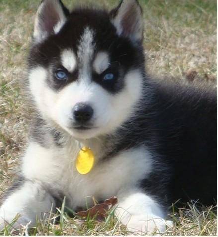 sundy - Husky Sibérien