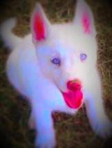 max - Husky Sibérien Mâle (1 an)