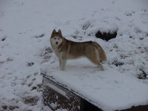 Dargo - Husky Sibérien Mâle (2 ans)