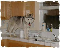 What are you doing Home? - Husky Sibérien