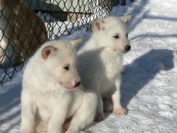 blanc et blandine - Husky Sibérien (3 mois)