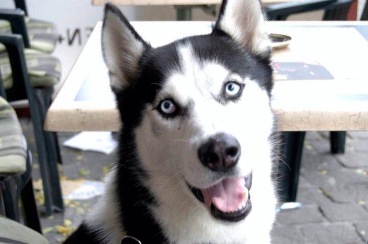 Zeus - Husky Sibérien Mâle (4 ans)