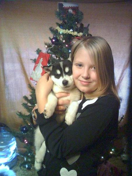 Bandit - Husky Sibérien Mâle (2 mois)