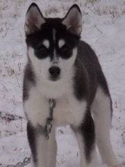 Bandit - Husky Sibérien Mâle (3 mois)