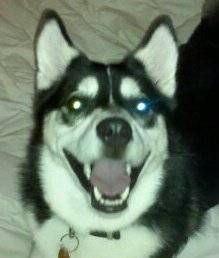 Bandit - Husky Sibérien Mâle (1 an)