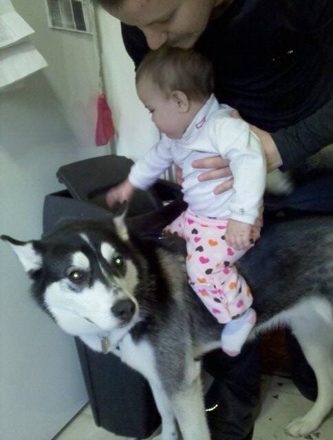 Bandit - Husky Sibérien Mâle (2 ans)