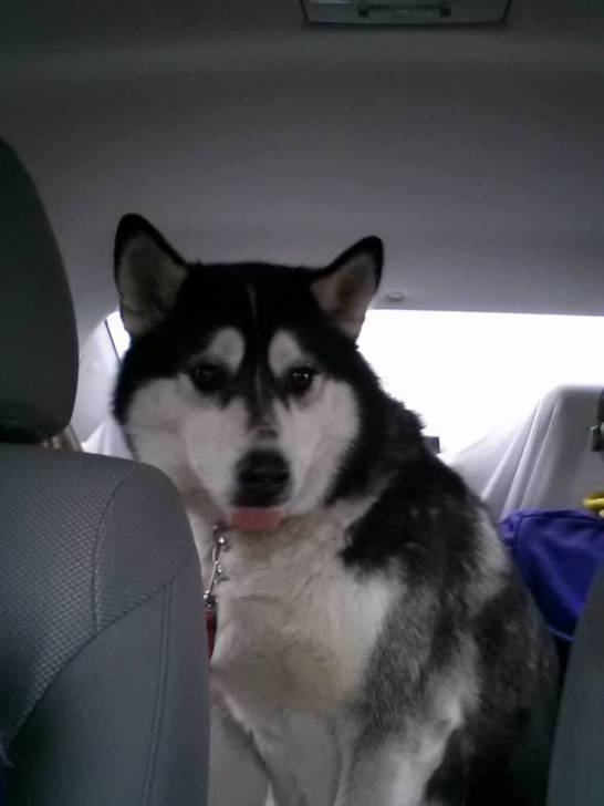 Bandit - Husky Sibérien Mâle (4 ans)