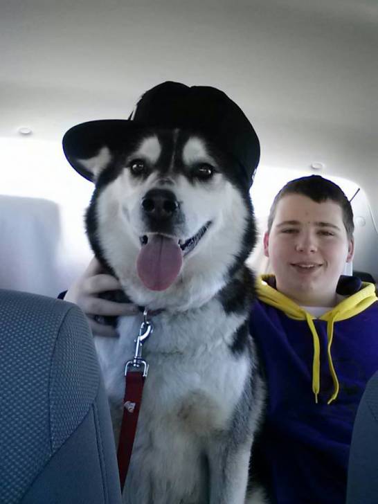 Bandit - Husky Sibérien Mâle (4 ans)