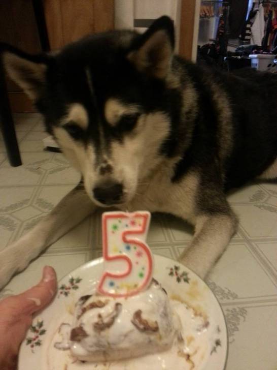 Bandit - Husky Sibérien Mâle (5 ans)