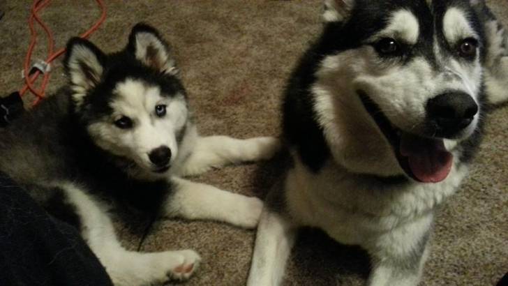 Bandit and suki - Husky Sibérien (4 ans)