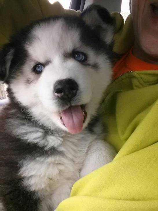 Suki - Husky Sibérien (3 mois)