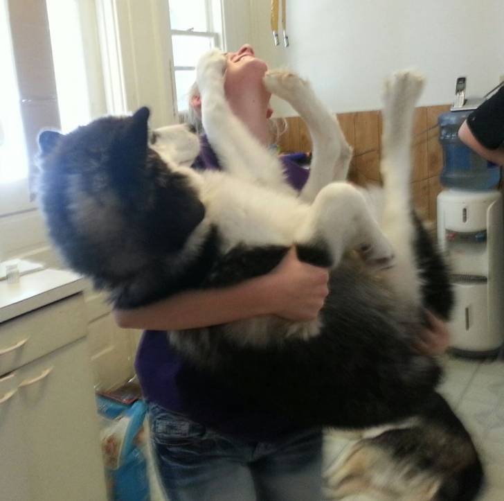 Suki - Husky Sibérien (6 mois)