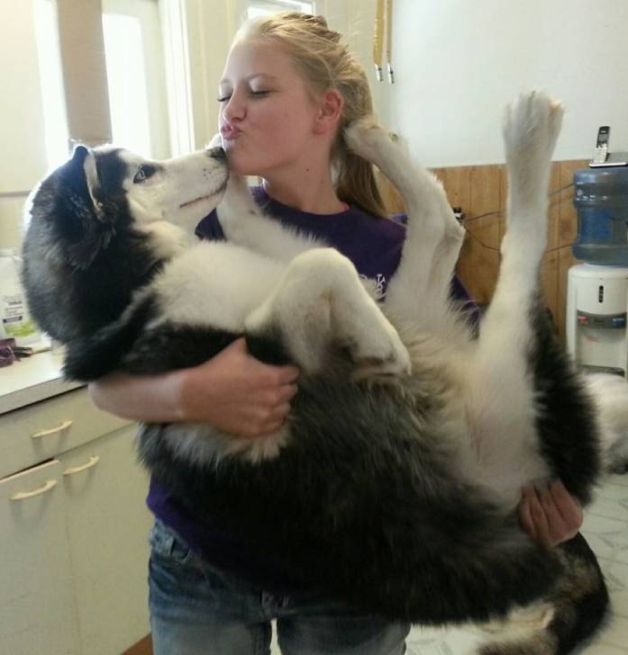 Suki - Husky Sibérien (6 mois)