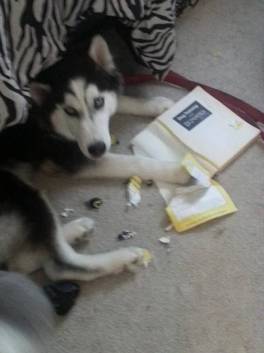 Suki - Husky Sibérien (5 mois)