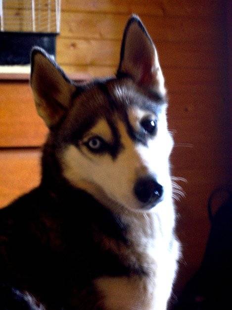 Jarvi - Husky Sibérien (3 ans)