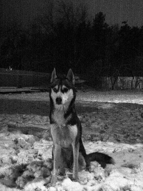 Jarvi - Husky Sibérien (3 mois)