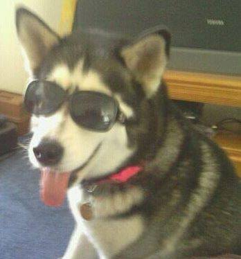 Panda - Husky Sibérien (4 ans)