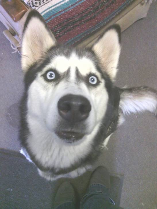 Panda - Husky Sibérien (4 ans)