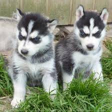 jack et mack - Husky Sibérien Mâle (4 mois)