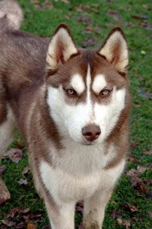 Kenza 02 - Husky Sibérien (3 ans)