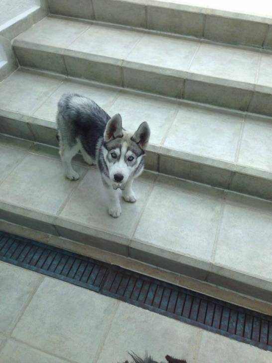 Apolo SDO - Husky Sibérien Mâle (8 mois)