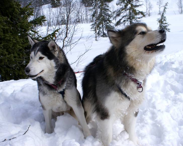 snooky et wooly - Husky Sibérien Mâle (7 mois)