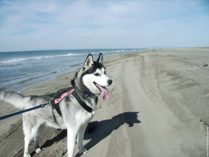 mishka - Husky Sibérien (3 ans)