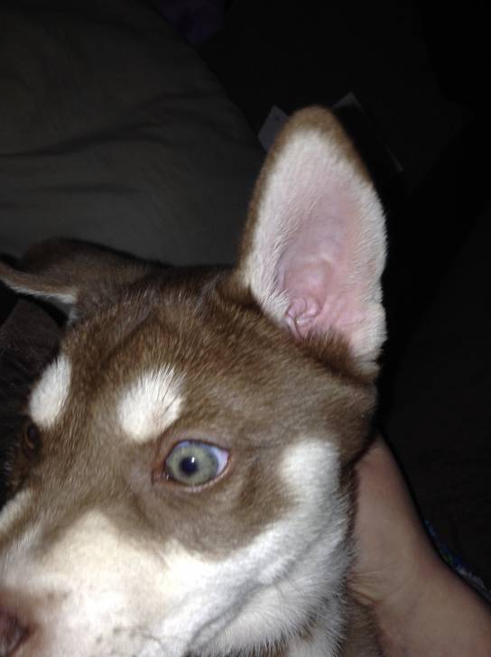 Jake - Husky Sibérien Mâle (4 mois)