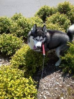 kenzo - Husky Sibérien Mâle (2 ans)